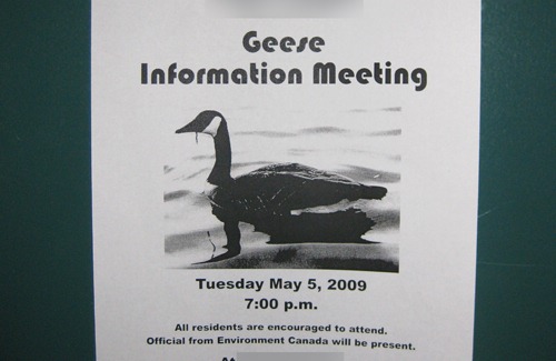 Geese information meeting